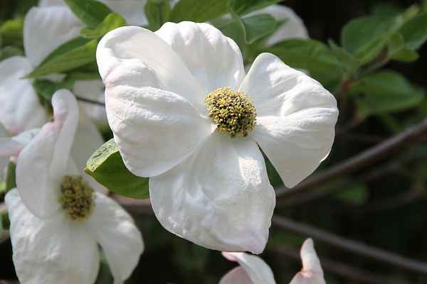Blume-0142