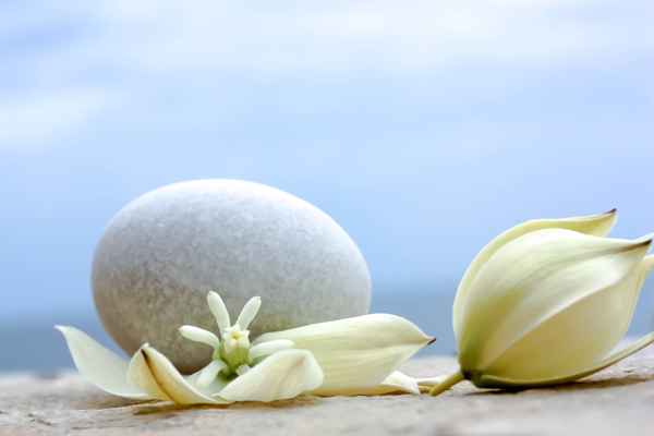 Yucca Blüten und rundes Steinchen