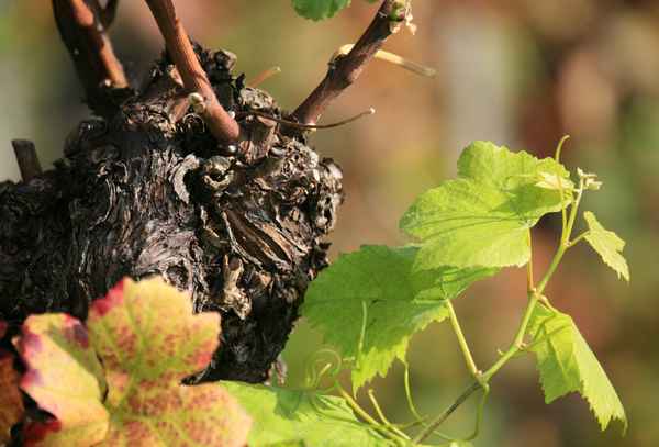 Wein alt und jung