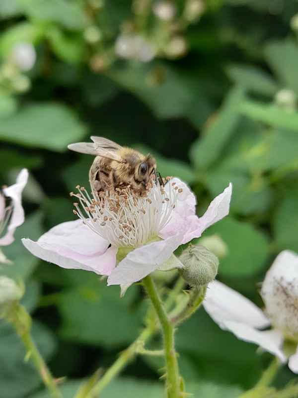Eine Schwebfliege mit der Mimikry einer Biene.