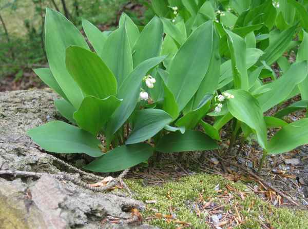 Maiglöckchen im Pulk