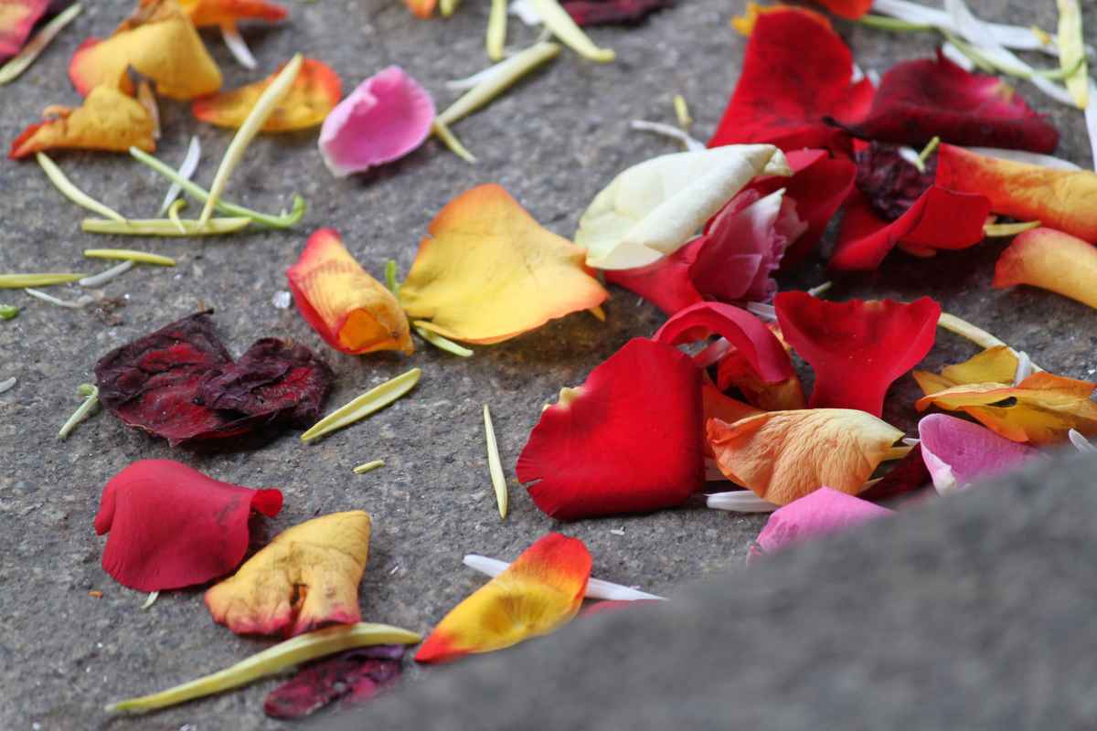 Rosenblätter vorm Standesamt