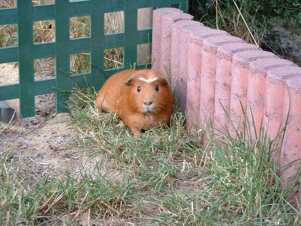 Meerschwerinchen im Freien
