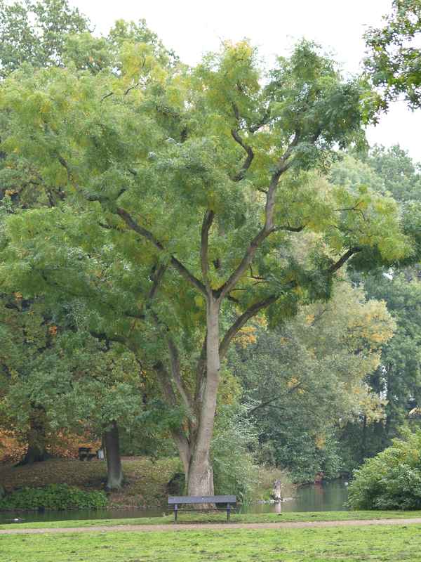  Alter Baum