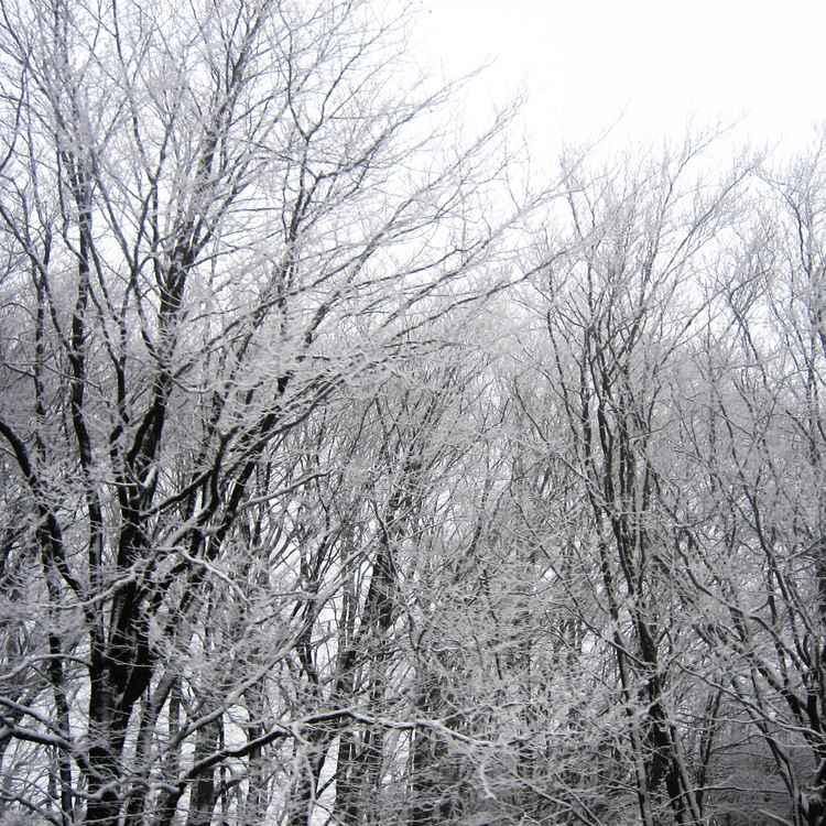 Waldfrost 02