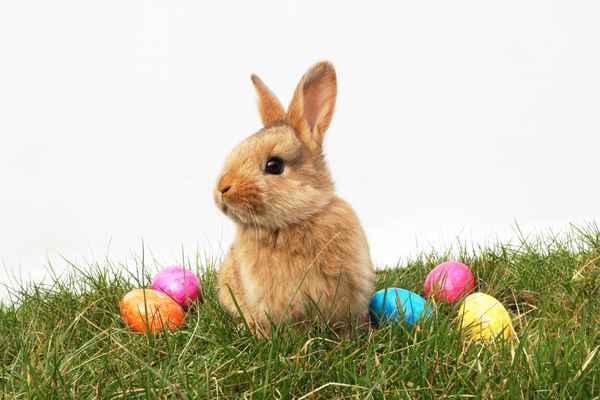 Kleiner Osterhase auf Wiese
