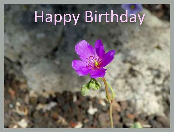 Happy Birthday