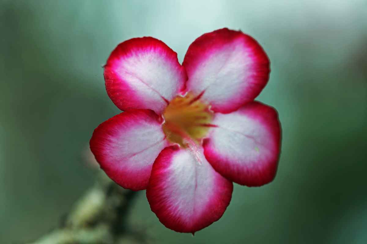 rot und purpur