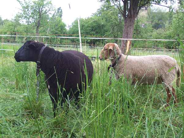 Hey schau mal...langweilige weiße Schafe