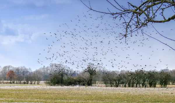 Bäumchen wechsle dich