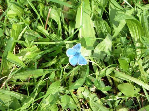 Schmetterling in blau