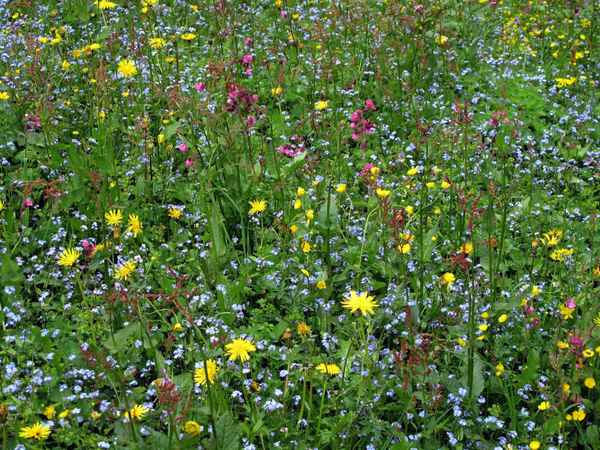 Wiesenblumen in den Bergen