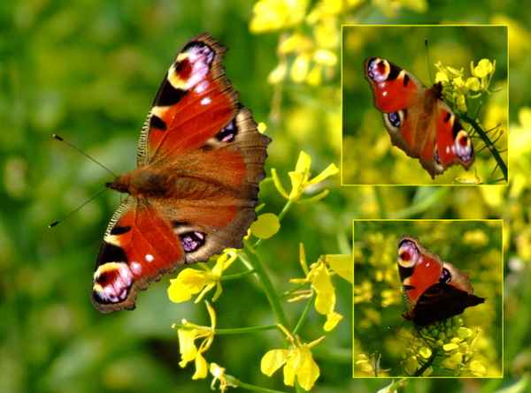 Falter im Spätsommer