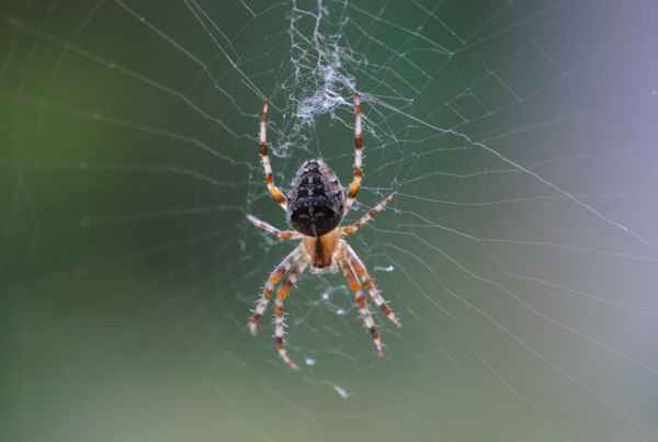 Im Netz