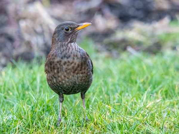 Prüfender Blick