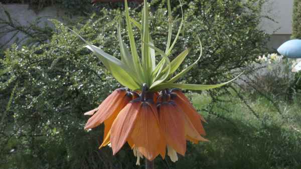 Blüte