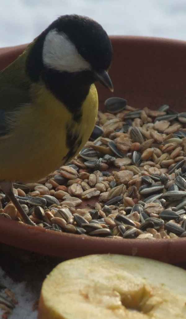 Apfel oder Müsli ?