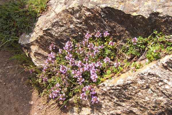 Blumenpracht am Wanderweg