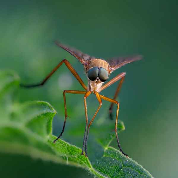 Goldgelbe Schnepfenfliege-3