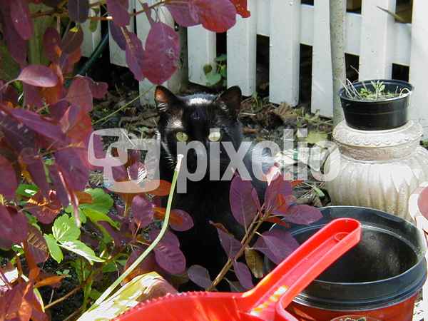 Schwarzer Kater