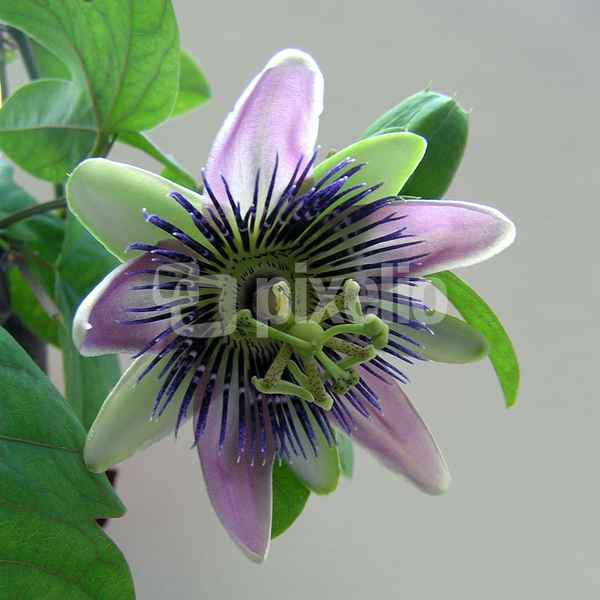 Passionsblume