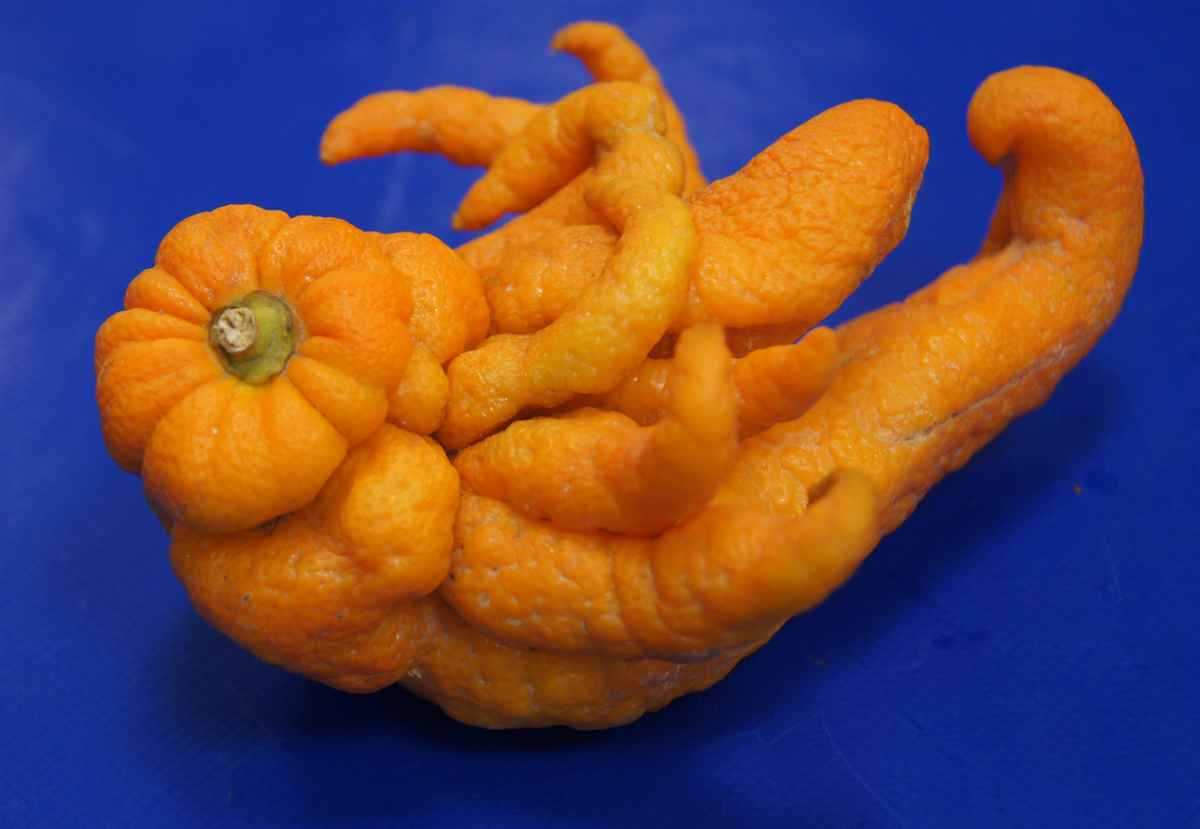 Buddhas Hand