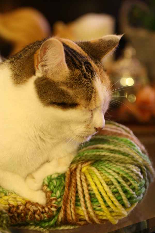Katze kuschelt auf der Wolle