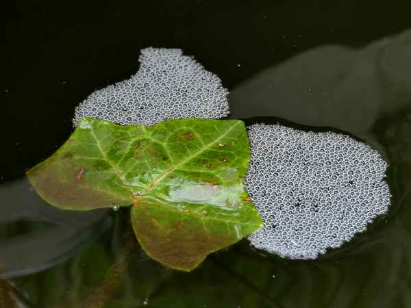 Fischlaich