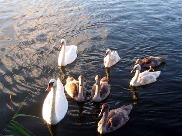 Schwäne auf dem Wutzsee