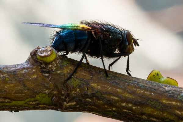 Calliphoridae - die gemeine Schmeißfliege