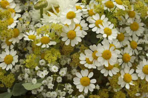 sommerblümchen