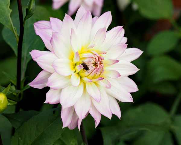 dahlie mit fliege