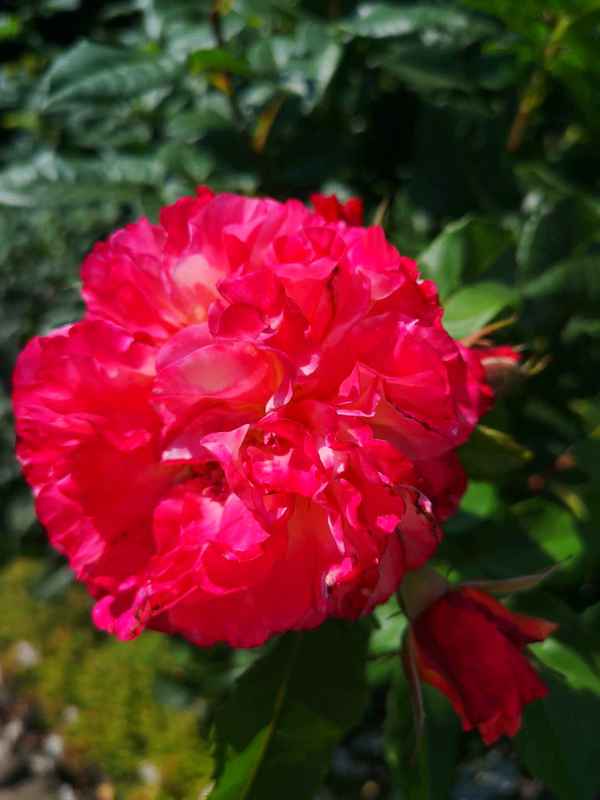 Rote Rosenblüte