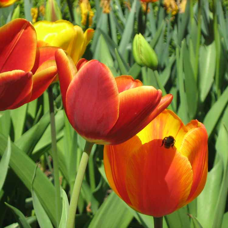 Tulpen mit Biene