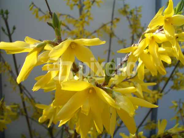 Forsythien 1