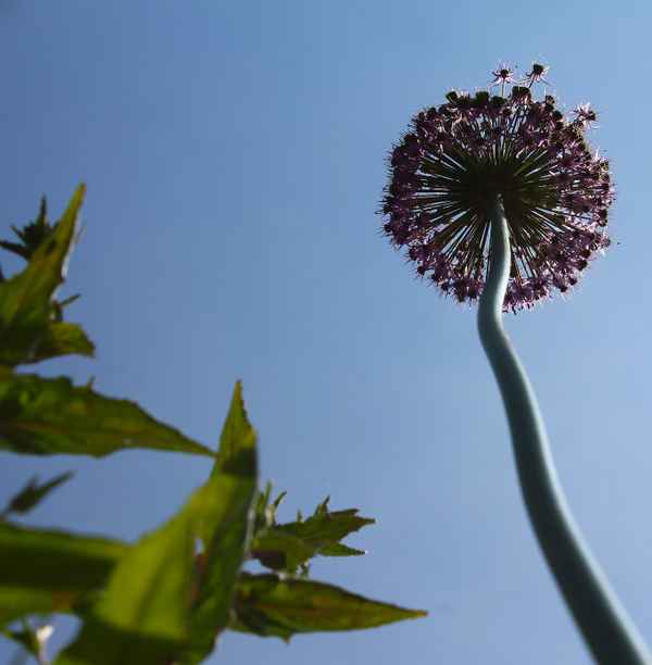 Prachtblüten im Münchener Westpark 03