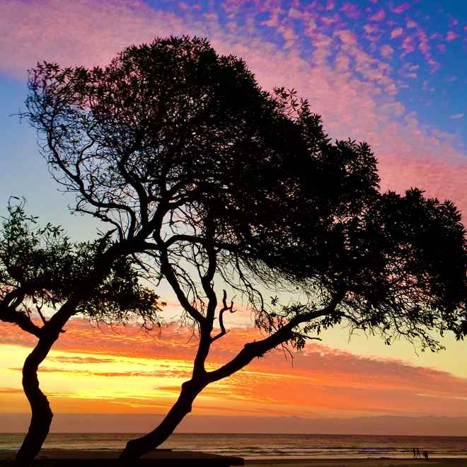 Kiefer im Abendrot am Meer