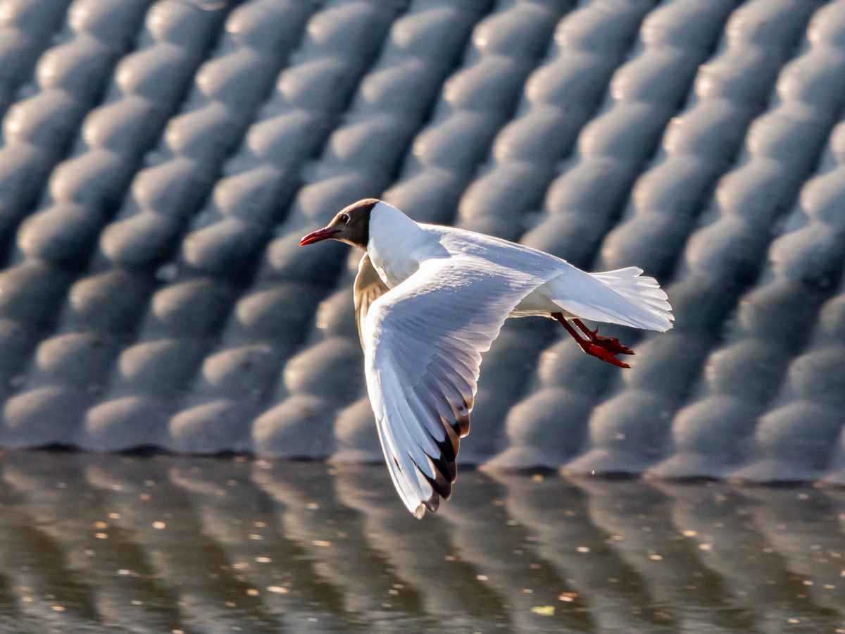 Der Abendsonne entgegen ...