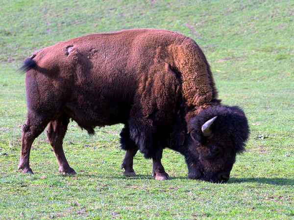 Bisonbulle