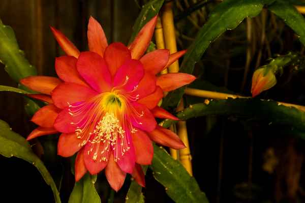 Kakteenblüte
