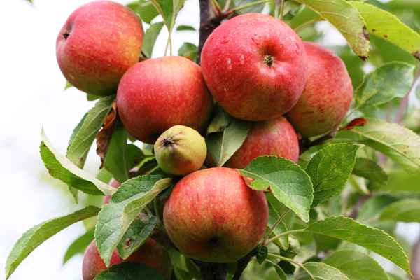 Frische Äpfel
