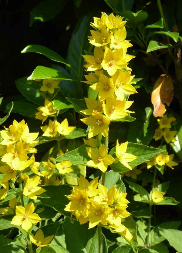 Blumen am Wegrand / 5