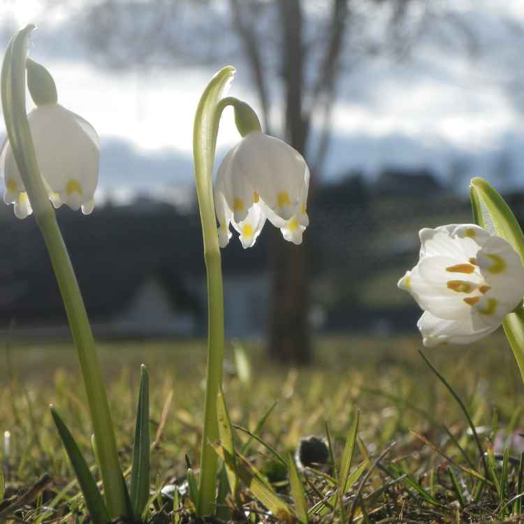 Frühlingsknotenblumen