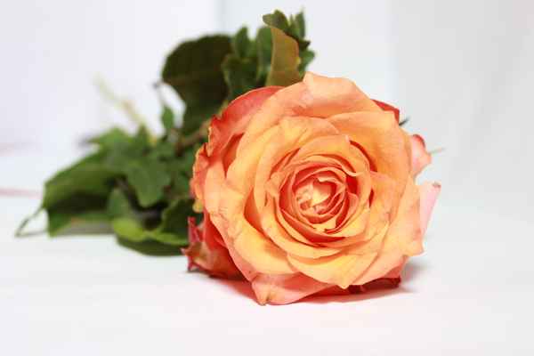 meine rosane Rose