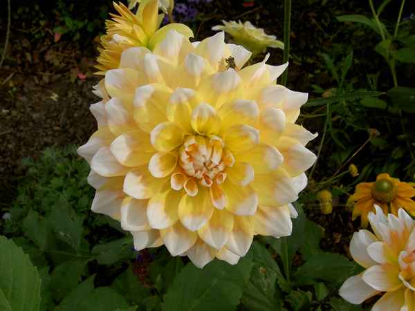Dahlien 2
