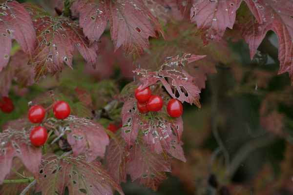 Herbst Beeren
