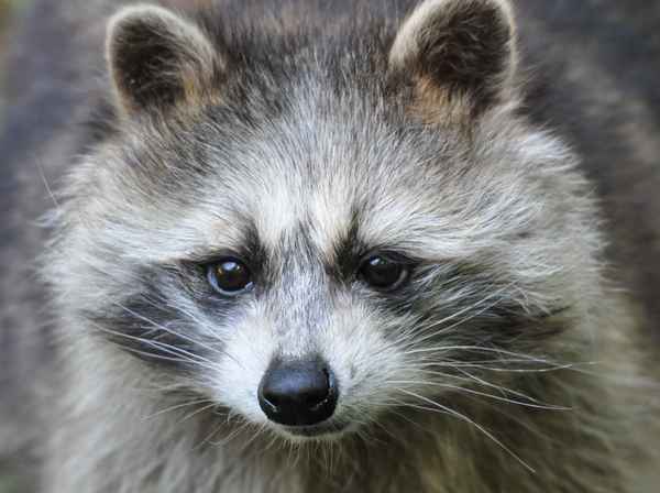Waschbär - Portrait