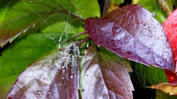 Herbstlaub mit Spinne