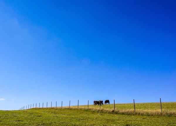 Viehweide im Herbst