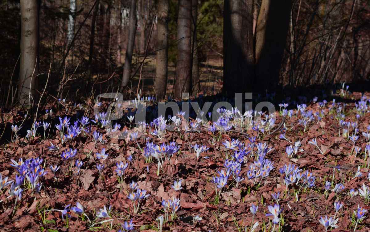 early spring